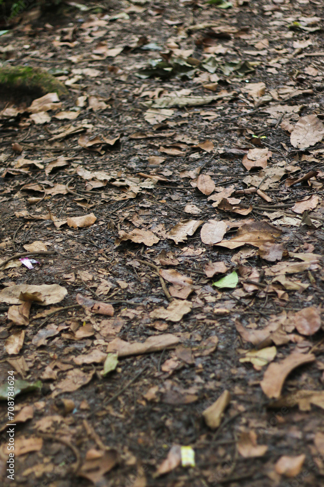 dry leaves scattered on the ground that had fallen from the trees dry leaves scattered on the ground that had fallen from the trees
