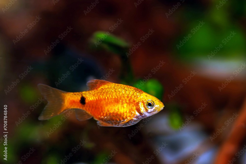 Rosy Barb (Red Barb) freshwater fish in aquarium - Puntius conchonius Rosy Barb (Red Barb) freshwater fish in aquarium - Puntius conchonius
