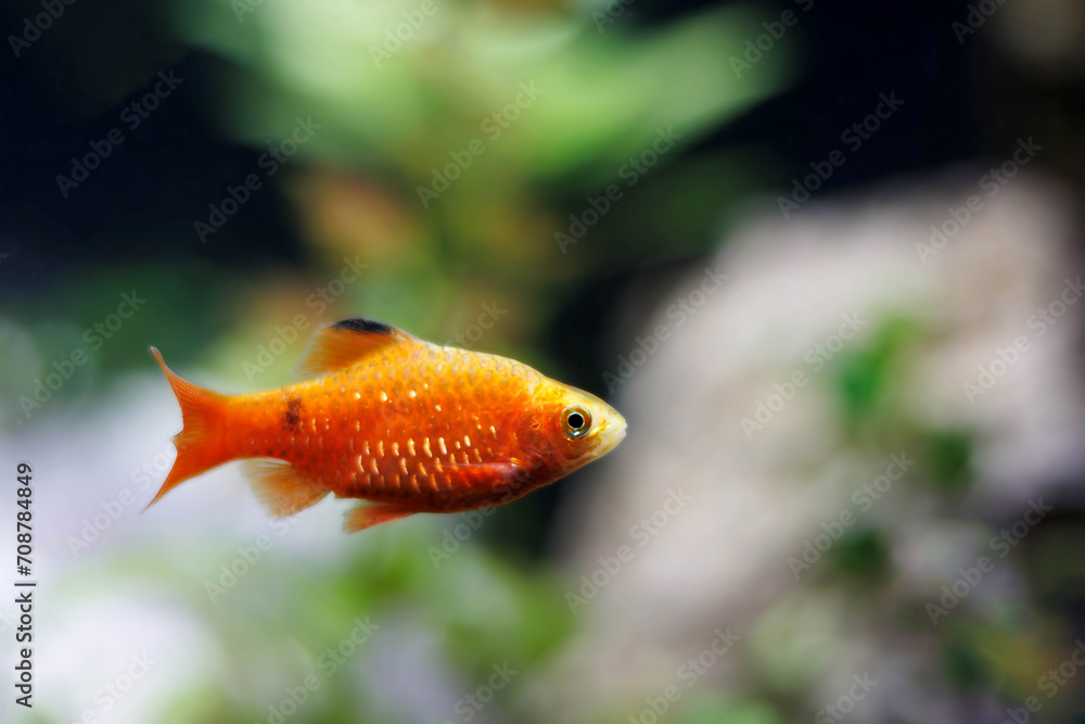 Rosy Barb (Red Barb) freshwater fish in aquarium - Puntius conchonius Rosy Barb (Red Barb) freshwater fish in aquarium - Puntius conchonius