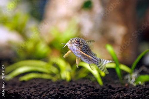 Corydoras sterbai - Sterba's Cory fish photo