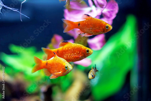 Rosy Barb (Red Barb) freshwater fish in aquarium - Puntius conchonius photo