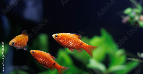 Rosy Barb (Red Barb) freshwater fish in aquarium - Puntius conchonius