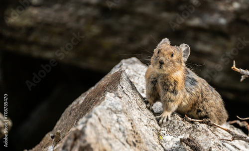 Wiskers Stand Out As Pika Looks At Camera © kellyvandellen