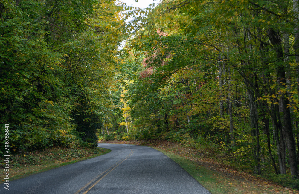 Fototapeta premium road in the woods
