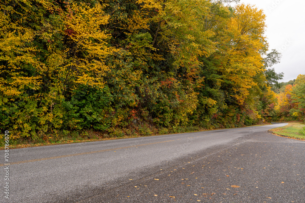 road in autumn forest