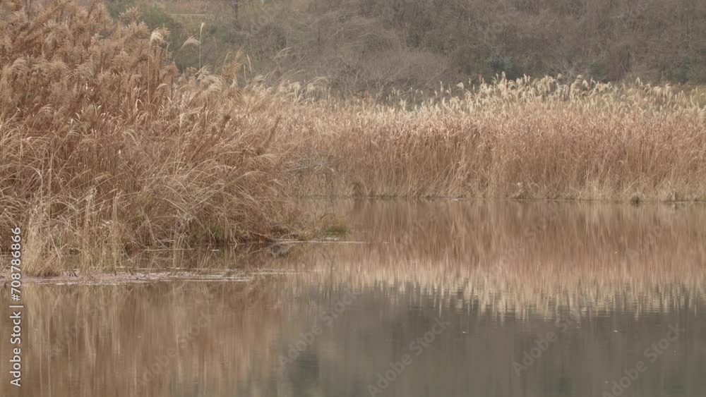 Reflections on a pond in winter brown reeds Reflections on a pond in winter brown reeds