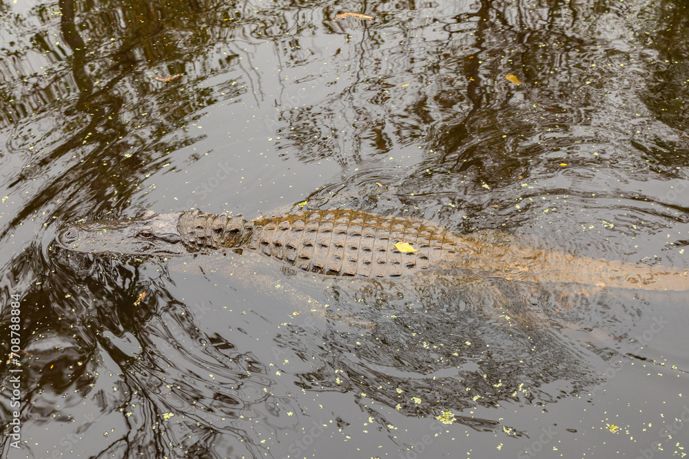 Adult Alligator Floating in the Muddy Maurepas Swamp Water, Louisiana Adult Alligator Floating in the Muddy Maurepas Swamp Water, Louisiana