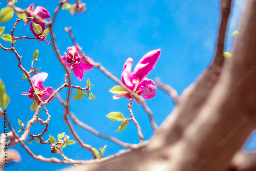 Fototapeta premium Flores de Mendoza, Argentina. Parque San Martin