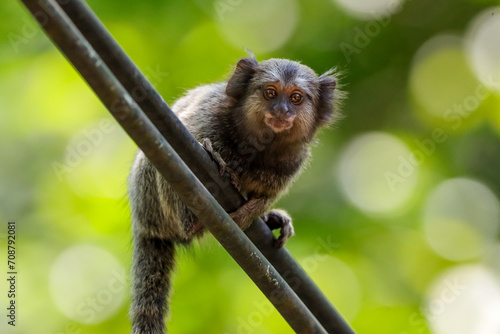 Rio de Janeiro, RJ, Brazil, 01/07/2024 - Common marmosets, Callithrix jacchus, playing in the trees and each other at the State Park of Grajau, an Atlantic Forest reserve photo
