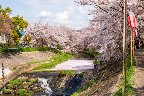 Saho River cherry blossom trees along the river in full bloom. Nara, Japan. photo