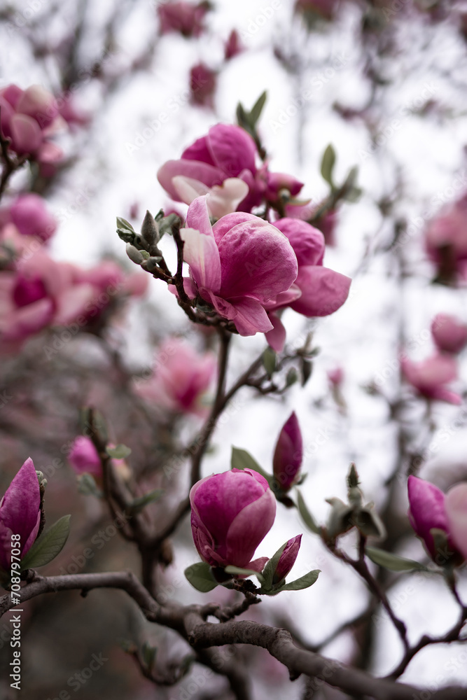 Obraz premium Pink magnolia flowers