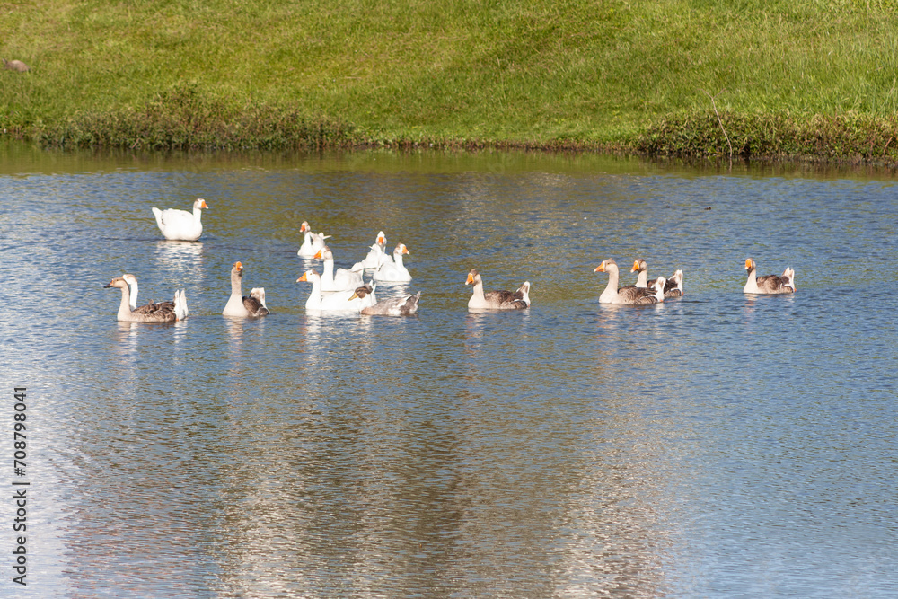 Patos e gansos nadando no lago