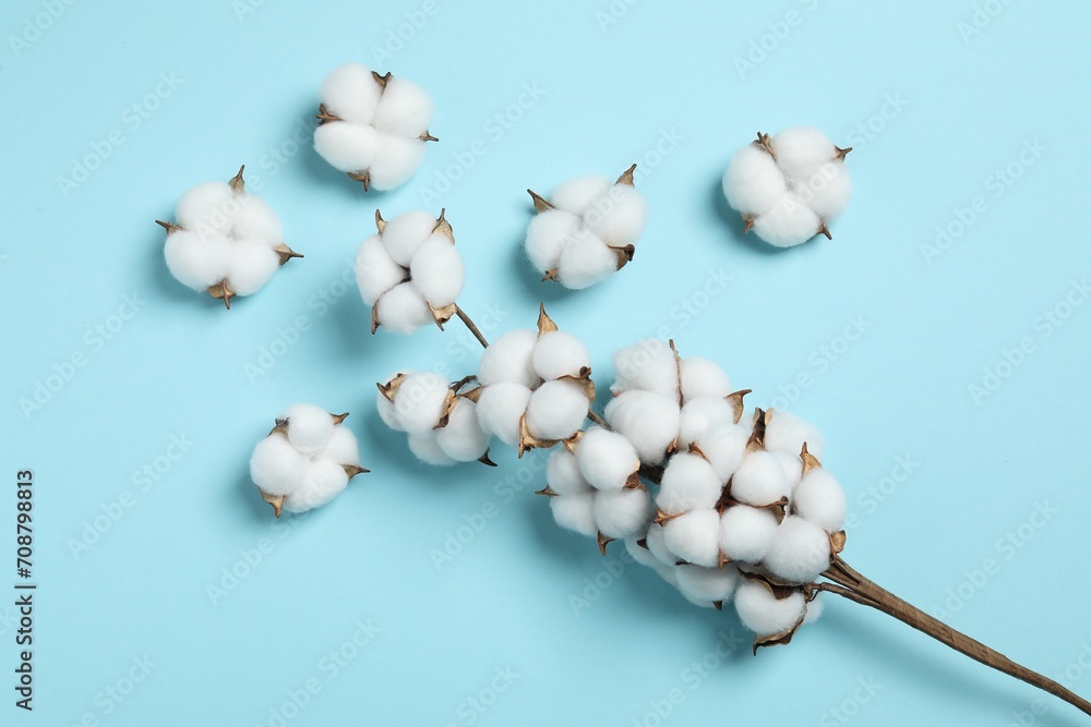 Branch with cotton flowers on light blue background, top view