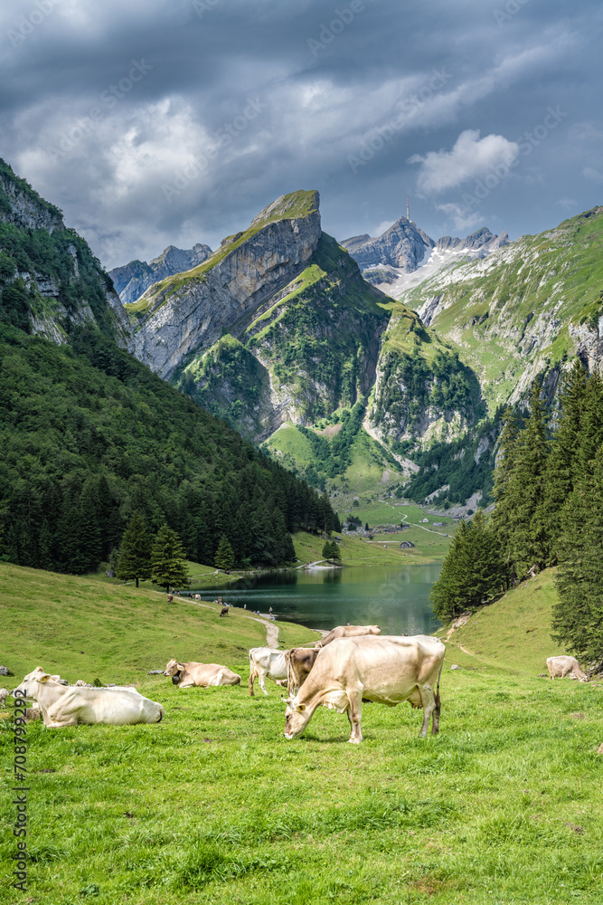 Cows graze in a sunny day on a picturesque meadow by an alpine lake in a green valley with a mountain peak in the background. Seealpsee, Säntis, Wasserauen, Appenzell, Switzerland.
