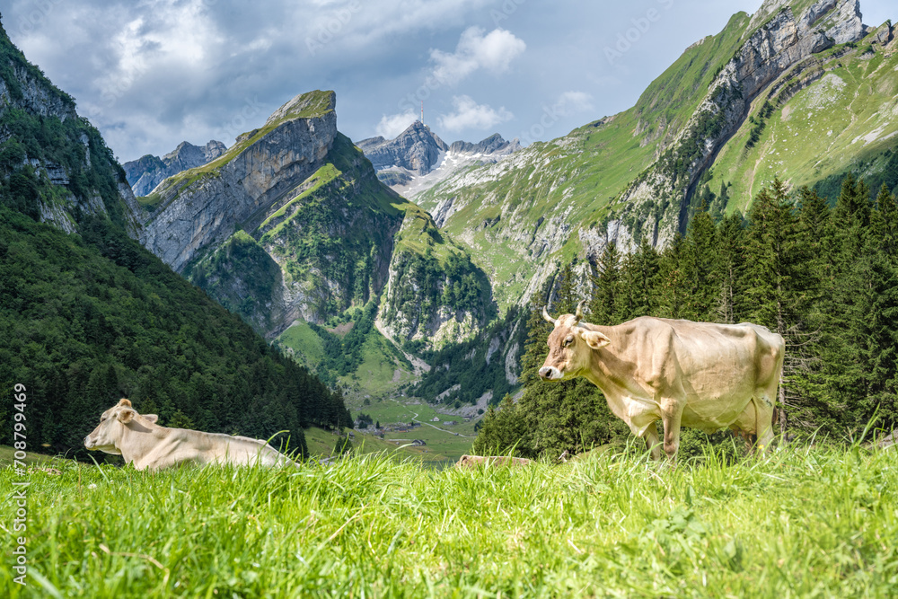 Cows relax in a sunny day on a picturesque meadow by an alpine lake in a green valley with a mountain peak in the background. Seealpsee, Säntis, Wasserauen, Appenzell, Switzerland.