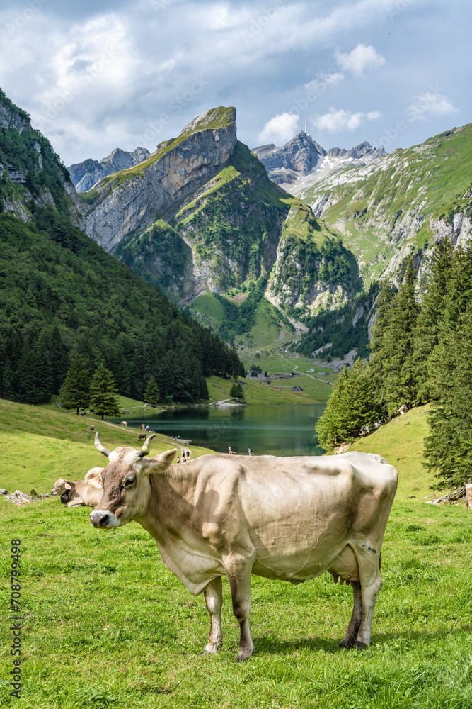 Cow stands on a picturesque meadow by an alpine lake in a green valley with a mountain peak in the background. Seealpsee, Säntis, Wasserauen, Appenzell, Switzerland.