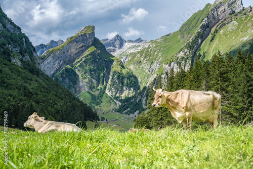 Cows relax in a sunny day on a picturesque meadow by an alpine lake in a green valley with a mountain peak in the background. Seealpsee, Säntis, Wasserauen, Appenzell, Switzerland. © Michael