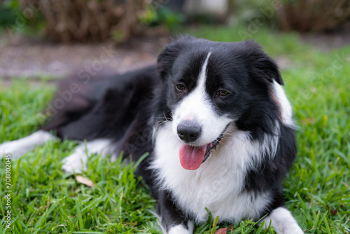 Border Collie puppy. Portrait of a dog resting on the grass in the park. Tired canine lying © PicMedia