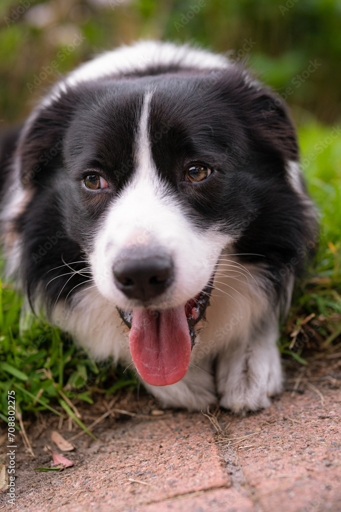 Border Collie puppy. Portrait of a dog resting on the grass in the park. Tired canine lying