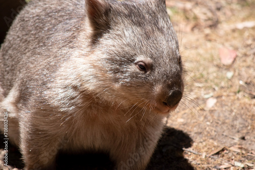 The Common Wombat has a large nose which is shiny black, much like that of a dog. The ears are relatively small, triangular, and slightly rounded