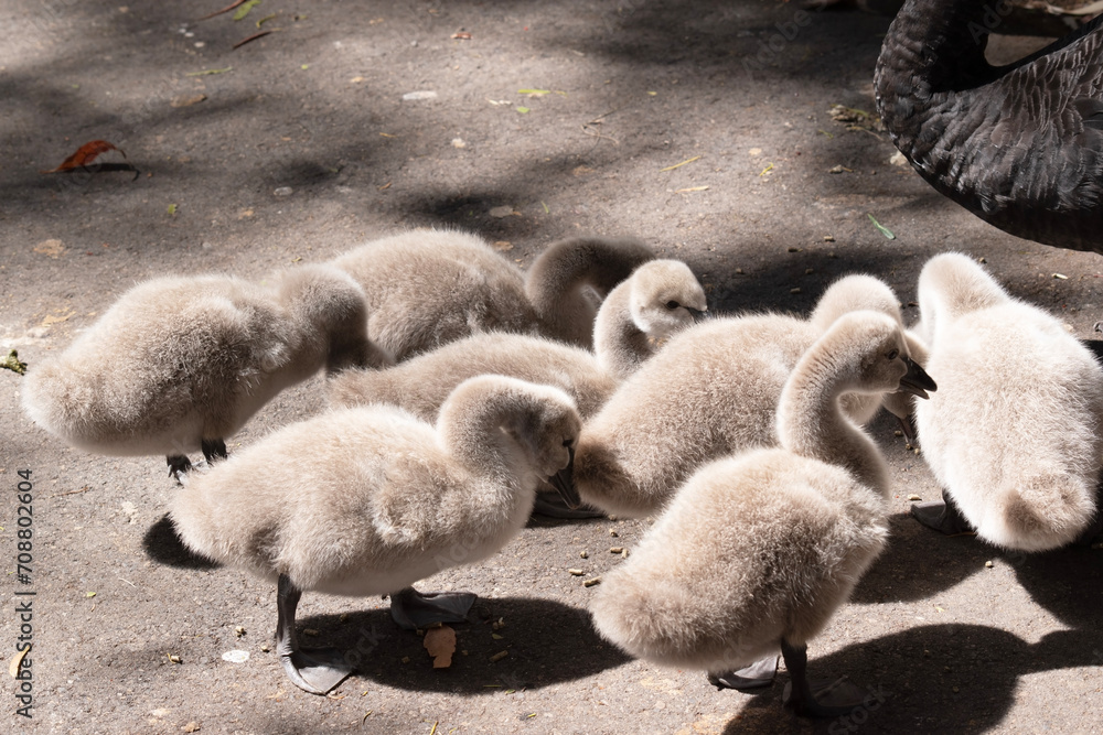 Obraz premium the cygnets are young black swans. They have grey fluff and black beaks which will change in time as they age.