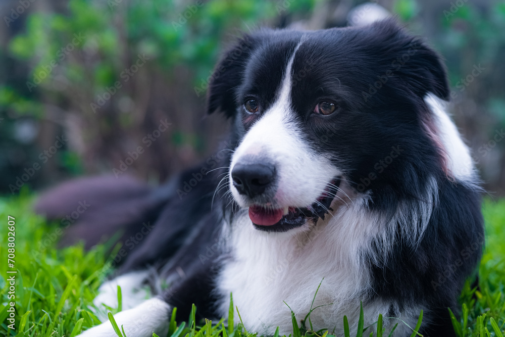 Border Collie puppy. Portrait of a dog resting on the grass in the park. Tired canine lying