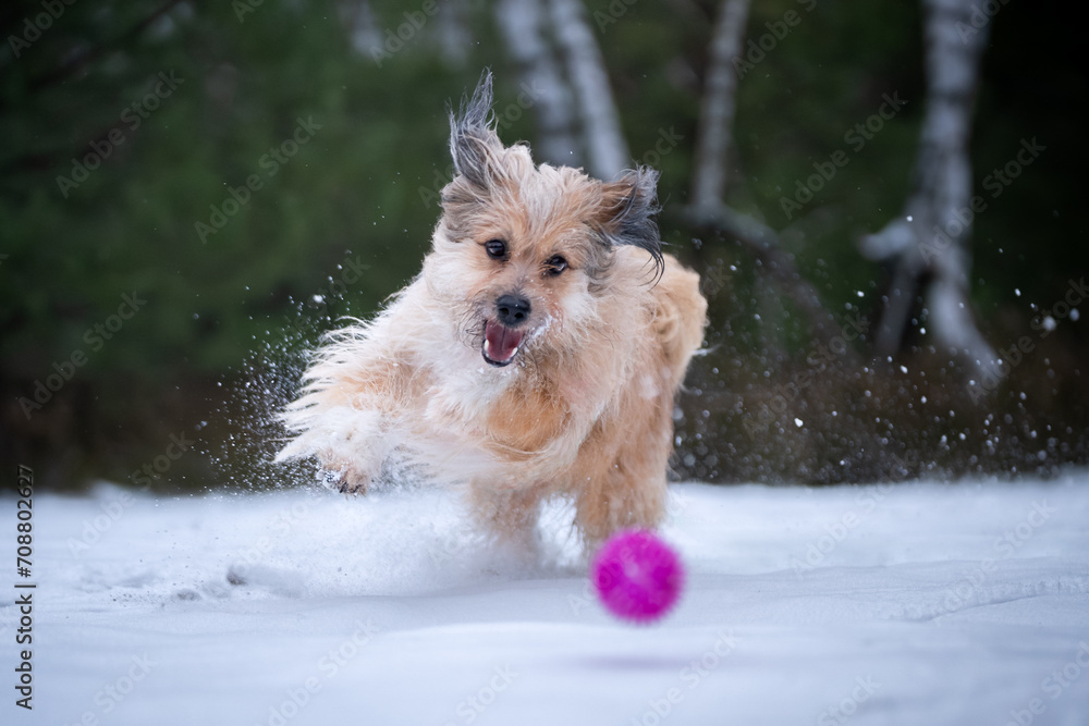 Pies bawi się piłką podczas zimowego spaceru - obrazy, fototapety, plakaty 