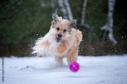 Pies bawi się piłką podczas zimowego spaceru