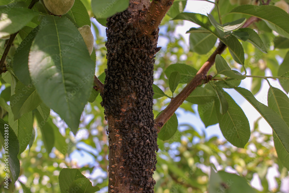 Insect Onslaught on Peach Trees