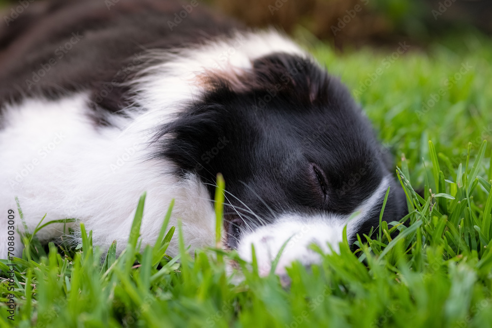 Border Collie puppy. Portrait of a dog resting on the grass in the park. Tired canine sleeping Border Collie puppy. Portrait of a dog resting on the grass in the park. Tired canine sleeping