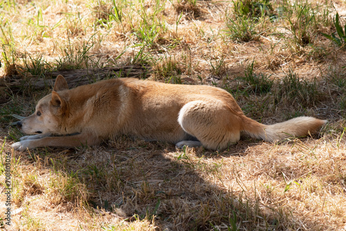 Fototapeta Naklejka Na Ścianę i Meble -  Dingos are Australiaâ€™s wild dog. They have a long muzzle, erect ears and strong claws. They usually have a ginger coat and most have white markings on their feet, tail tip and chest.