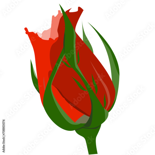 unopened roses on a white background