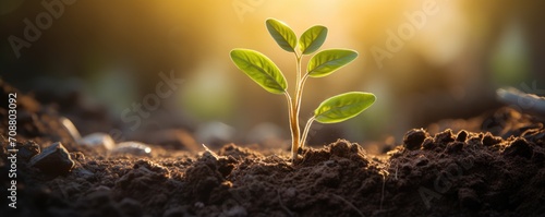 Banner with young plant growing in garden. Seedling are growing in the soil on blurred background of the mourning sunlight. Green world and Earth day concept. Ecology and ecological balance