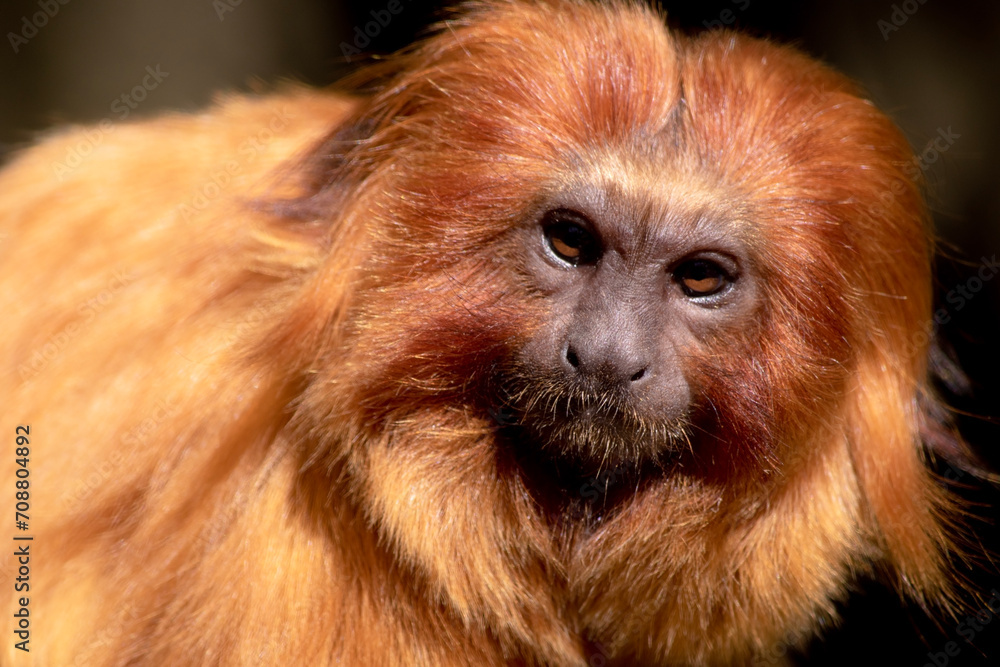the golden lion tamarin South America primates with a magnificent reddish-gold coat and a long, backswept mane. the golden lion tamarin South America primates with a magnificent reddish-gold coat and a long, backswept mane.