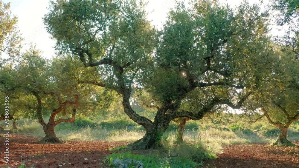 Greece olive farm. Growth of trees under sun light Greece olive farm. Growth of trees under sun light