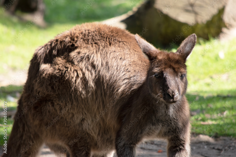 the kangaroo-Island Kangaroo has a brown body with a white under belly. They also have black feet and paws the kangaroo-Island Kangaroo has a brown body with a white under belly. They also have black feet and paws