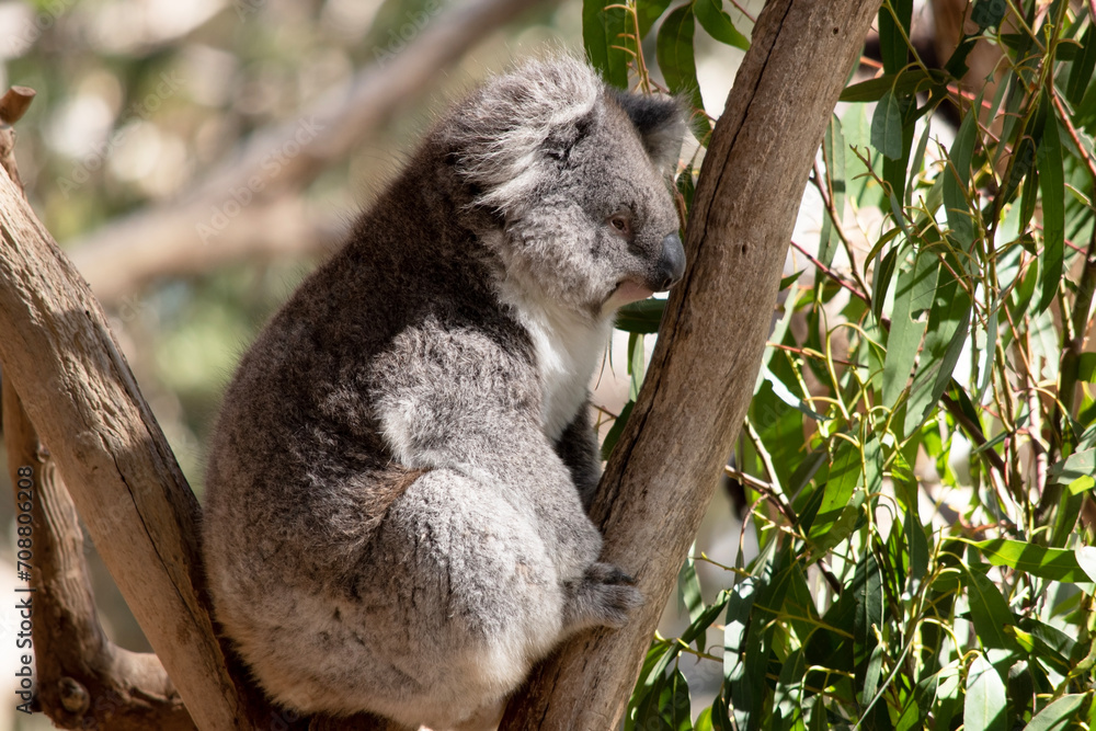 Fototapeta premium the Koala has a large round head, big furry ears and big black nose. Their fur is usually grey-brown in color with white fur on the chest, inner arms, ears and bottom