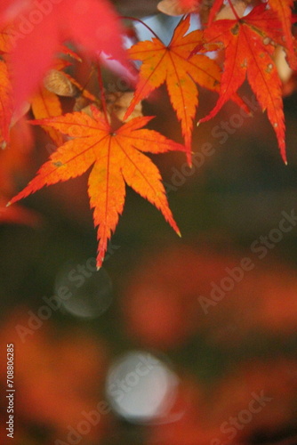 もみじ『秋色 紅葉』落ち葉 Maple autumn ` 秋`autumn color autumn