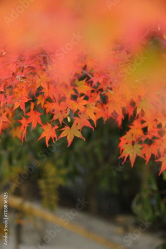                                         Maple autumn       autumn color autumn