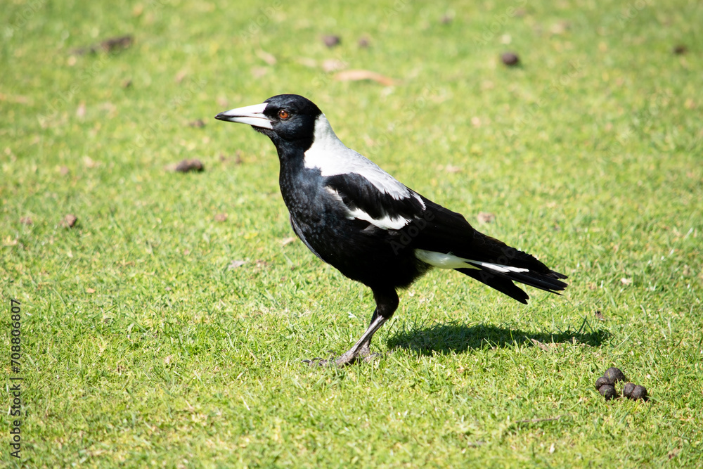 Fototapeta premium The magpie is a distinctive looking bird, with glossy black and brilliant white markings.