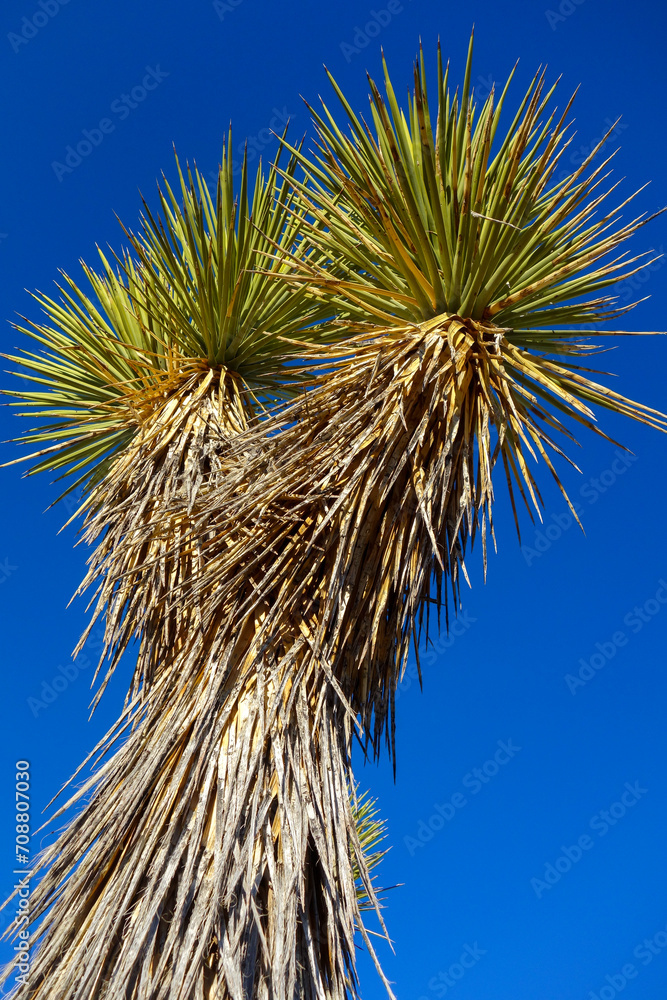 Fototapeta premium Joshua Tree and Sky