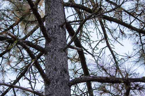 Wallpaper Mural trees sky clouds outside wildlife  nature background silhouette Torontodigital.ca