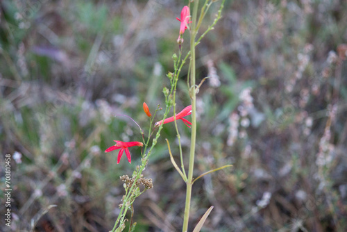 Standing cypress Ipomopsis rubra red flower wildflower wild field grass