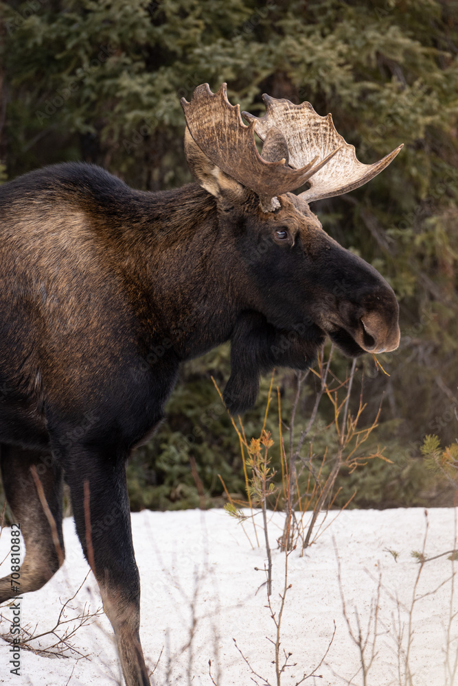 Moose Portrait Jasper National Park Moose Portrait Jasper National Park