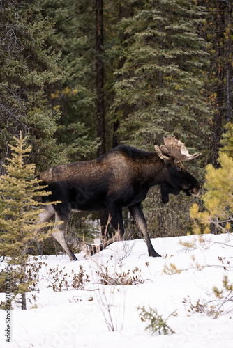 Jasper Moose in Canada © Tom