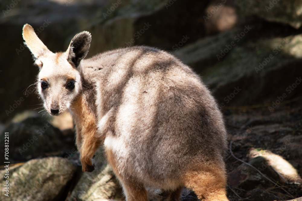 The Yellow-footed Rock-wallaby is brightly coloured with a white cheek stripe and orange ears. It is fawn-grey above with a white side-stripe, and a brown and white hip-stripe. The Yellow-footed Rock-wallaby is brightly coloured with a white cheek stripe and orange ears. It is fawn-grey above with a white side-stripe, and a brown and white hip-stripe.