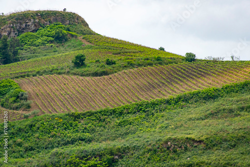 Agricultural Fields in Trapani Region - Sicily - Italy