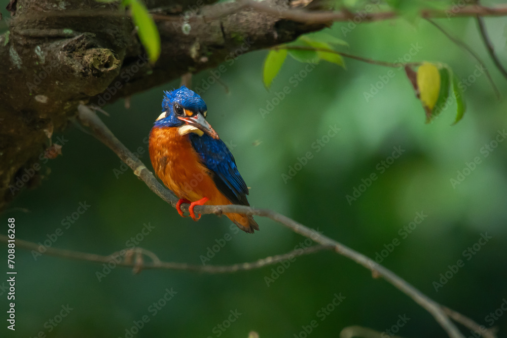 blue-eared kingfisher alcedo meninting perching on shady branch waiting for food, with natural bokeh background blue-eared kingfisher alcedo meninting perching on shady branch waiting for food, with natural bokeh background