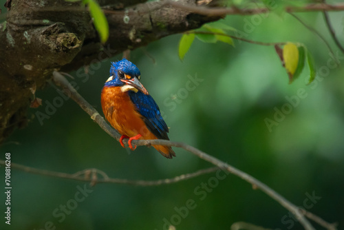 blue-eared kingfisher alcedo meninting perching on shady branch waiting for food, with natural bokeh background