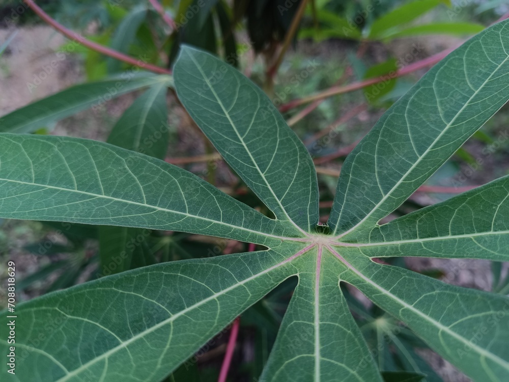 cassava leaves in the garden cassava leaves in the garden